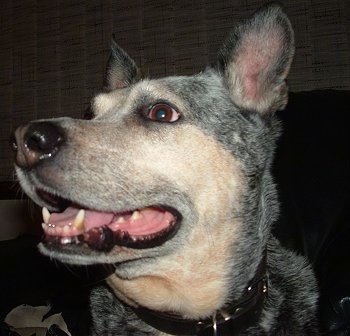 Close up head shot of a grey with tan ticked Australian Cattle Dog. It is looking up and to the left. Its mouth is open.